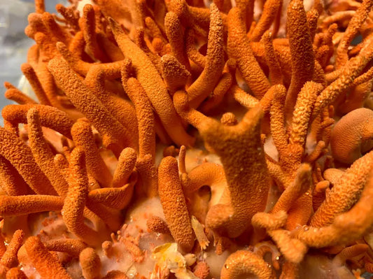 Cordyceps Krypton BX-3 Liquid Culture