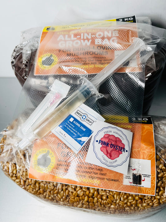 Pink Oyster [Pleurotus djamor]