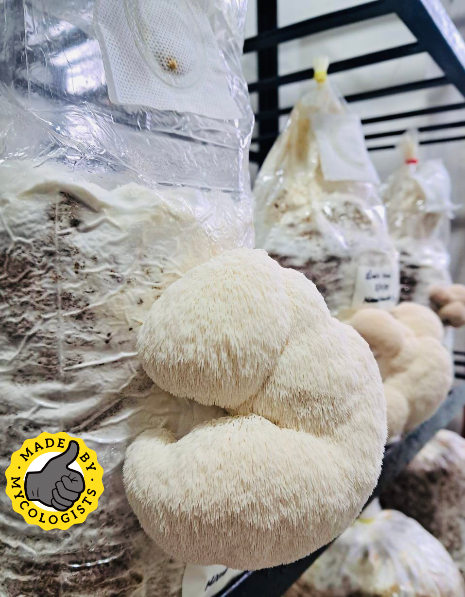 Lion's Mane [Herecium erinaceus] Ready To Fruit Bags