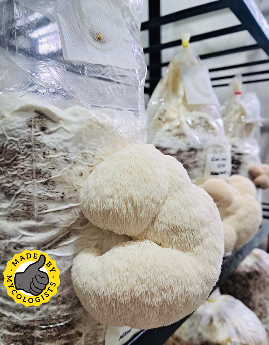 Lion's Mane [Herecium erinaceus] Ready To Fruit Bags