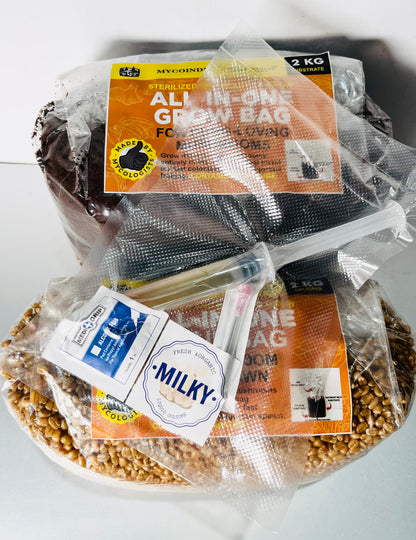 Milky Mushroom [Calocybe indica]