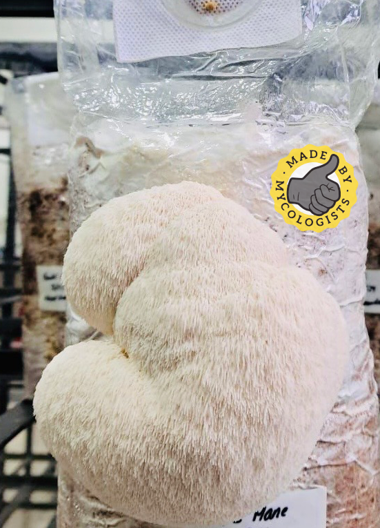 Lion's Mane [Herecium erinaceus] Ready To Fruit Bags