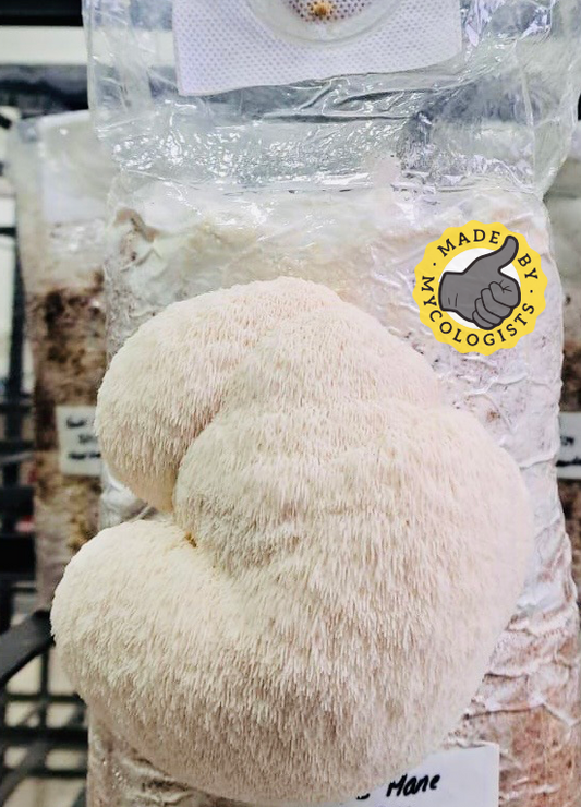Lion's Mane [Herecium erinaceus] Ready To Fruit Bags