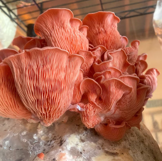 Pink Oyster [Pleurotus djamor]